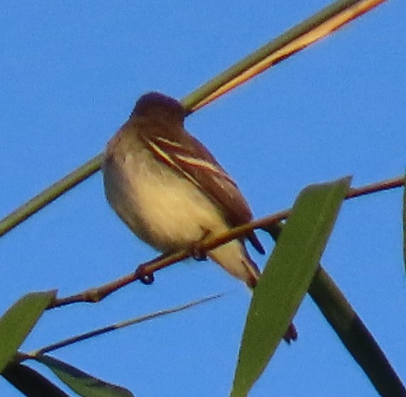 Малый мухолов - ML647593012