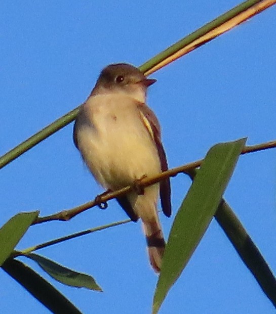 Малый мухолов - ML647593013