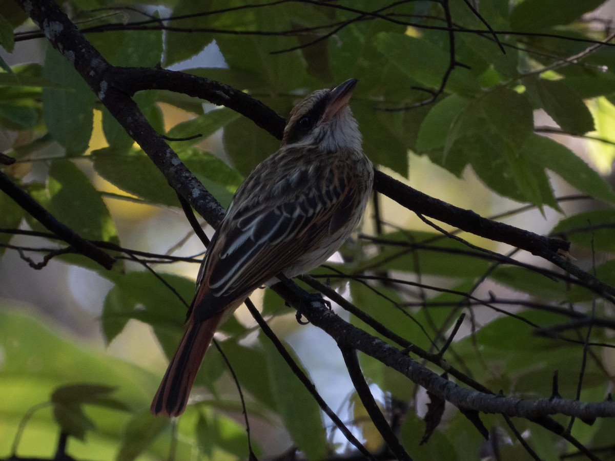 Пёстрый бентеви - ML647593019