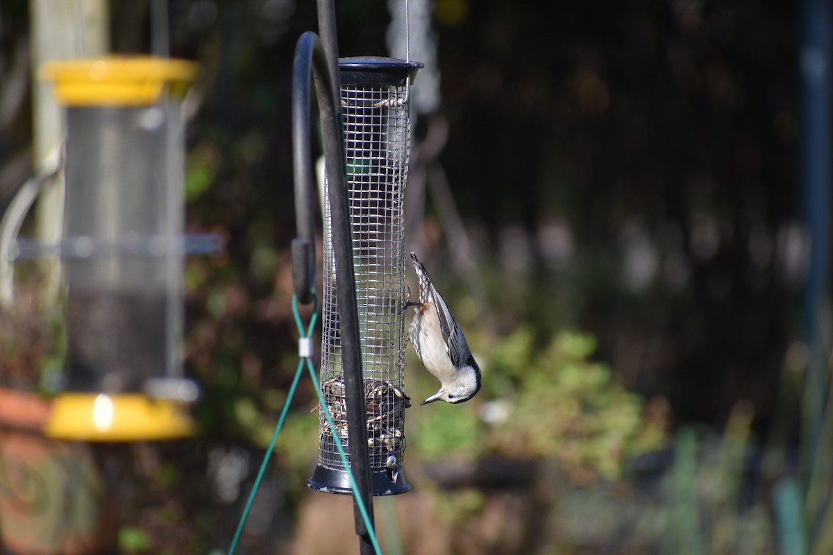 Каролинский поползень - ML647593024