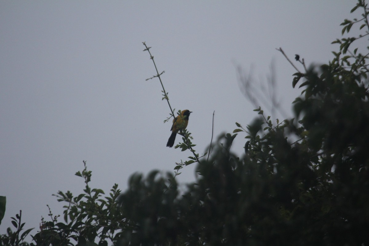 Желтоспинный трупиал - ML647593026