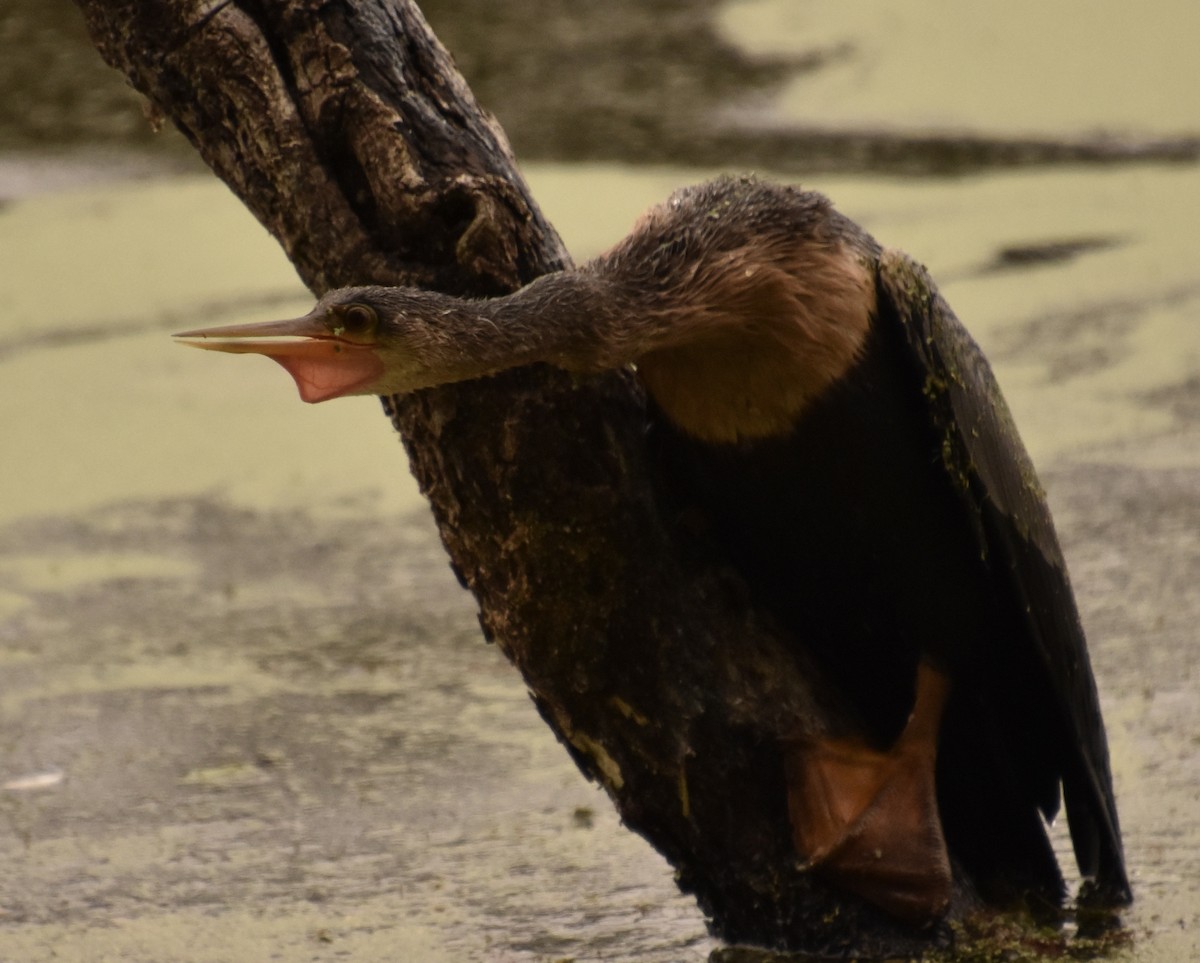 Американская змеешейка - ML647593027