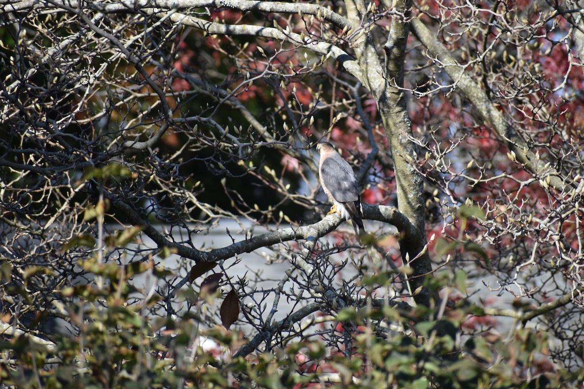 Куперов ястреб - ML647593030