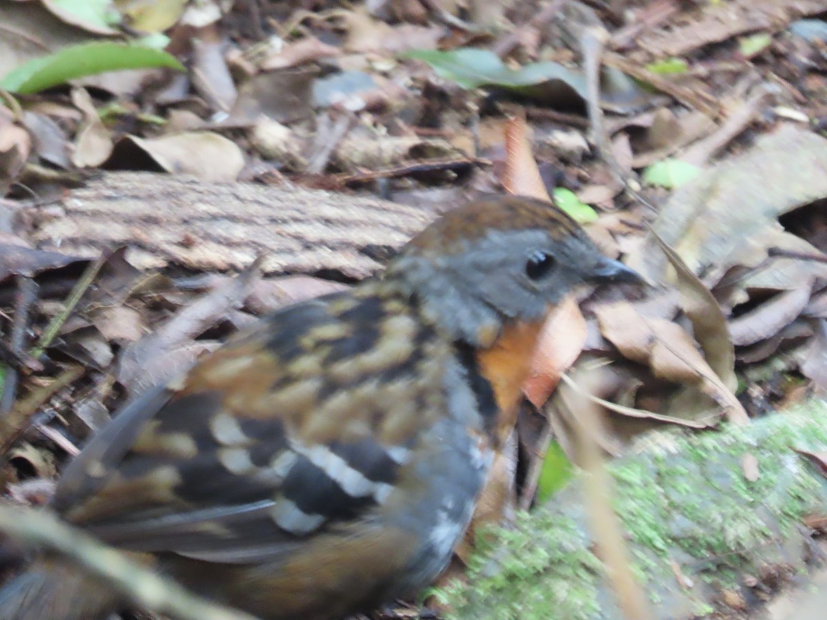 Австалийский острохвост - ML647593031