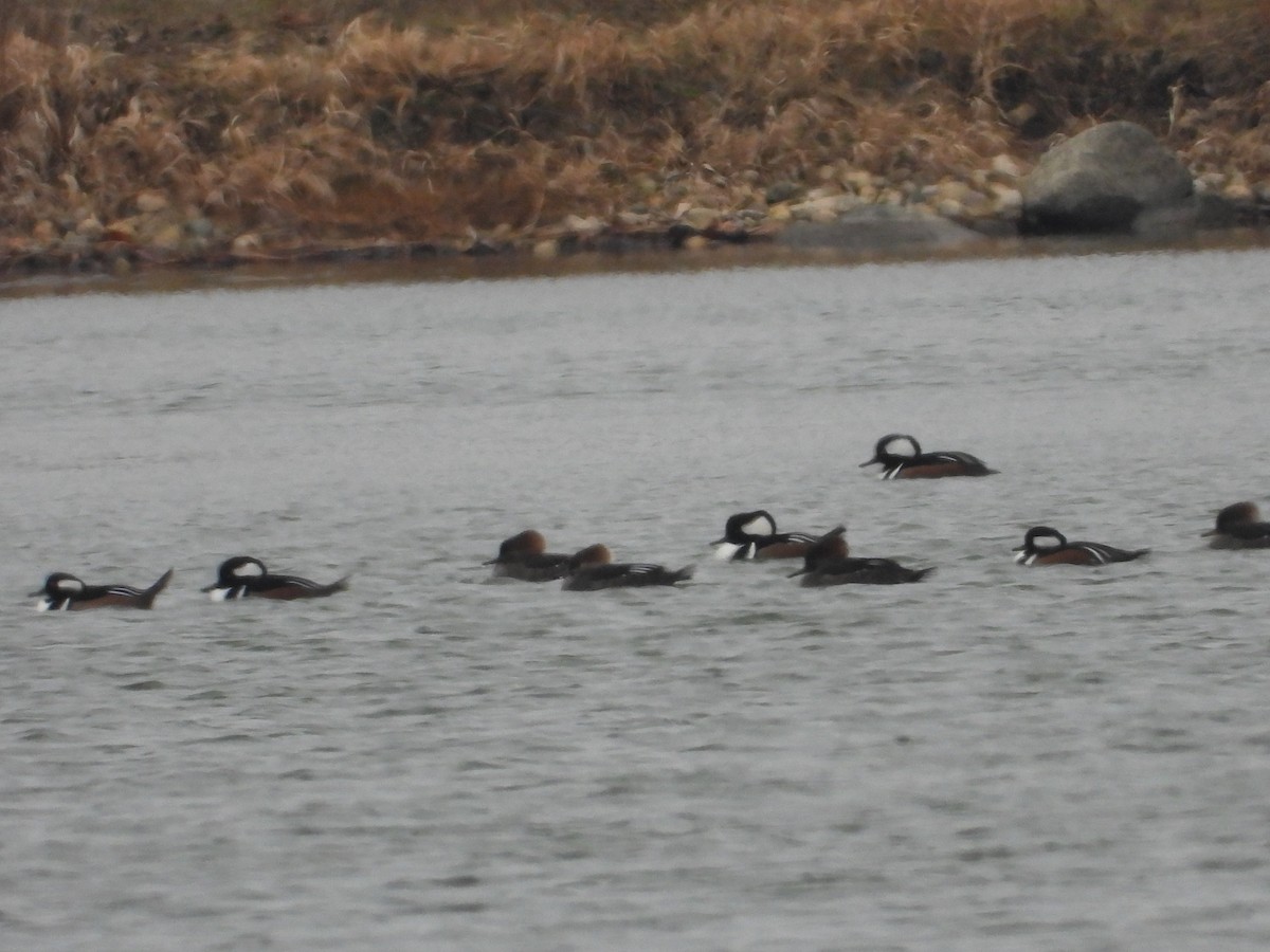 Капюшоновый крохаль - ML647593034