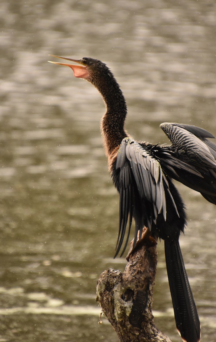 Американская змеешейка - ML647593035