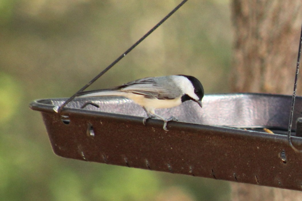 Каролинская гаичка - ML647593043