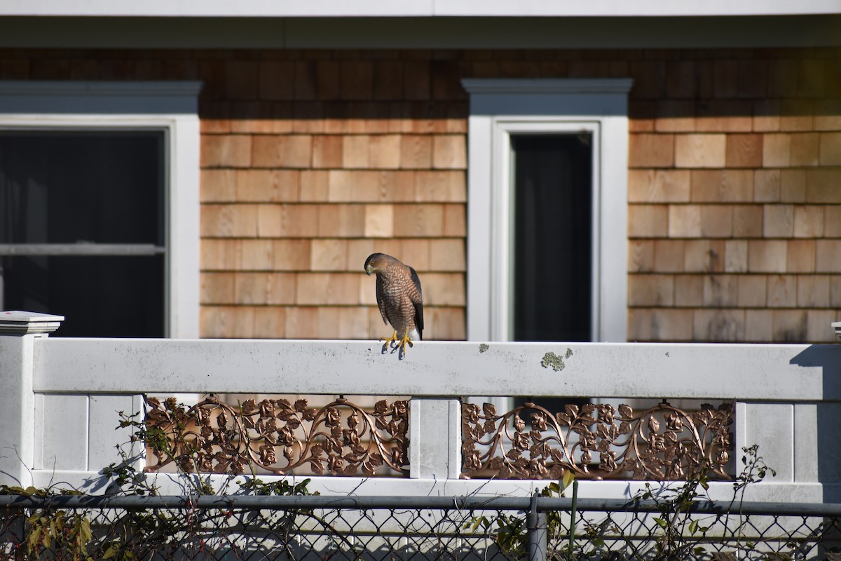 Cooper's Hawk - ML647593046