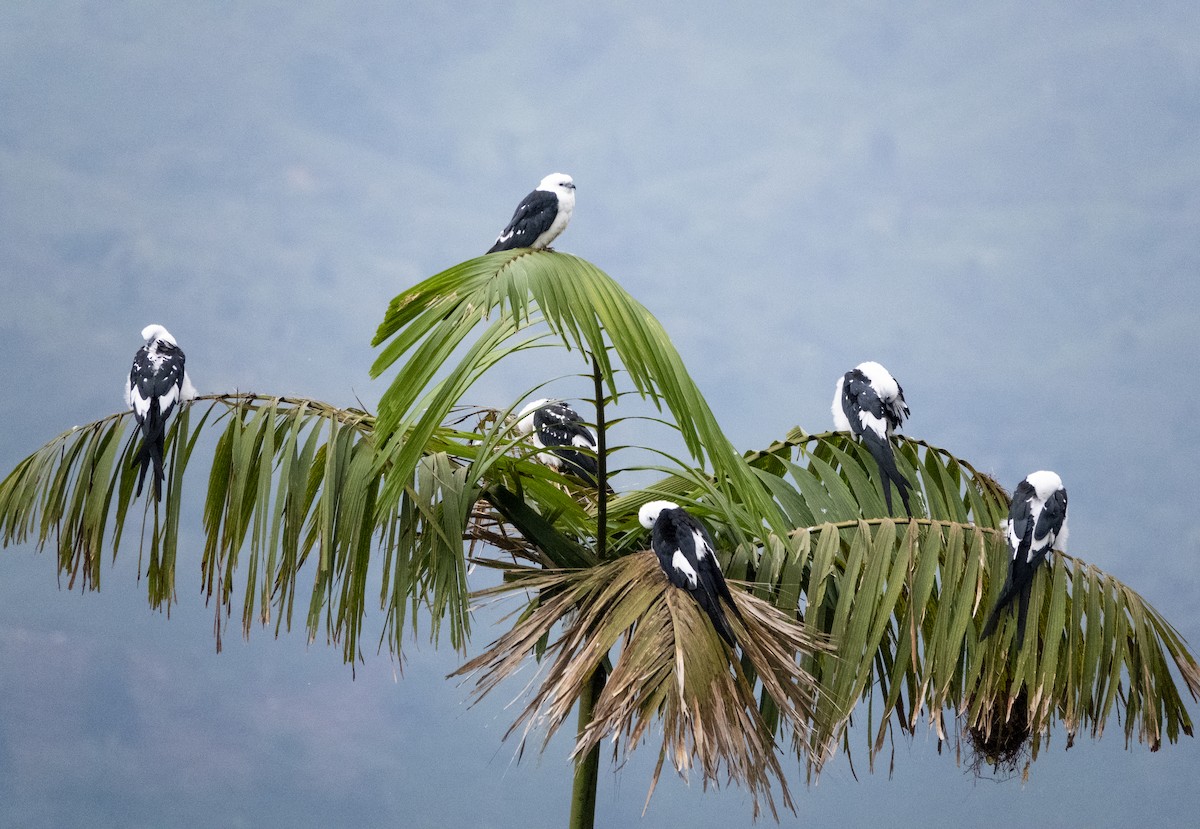 Шуляк ластівкохвостий - ML647593059