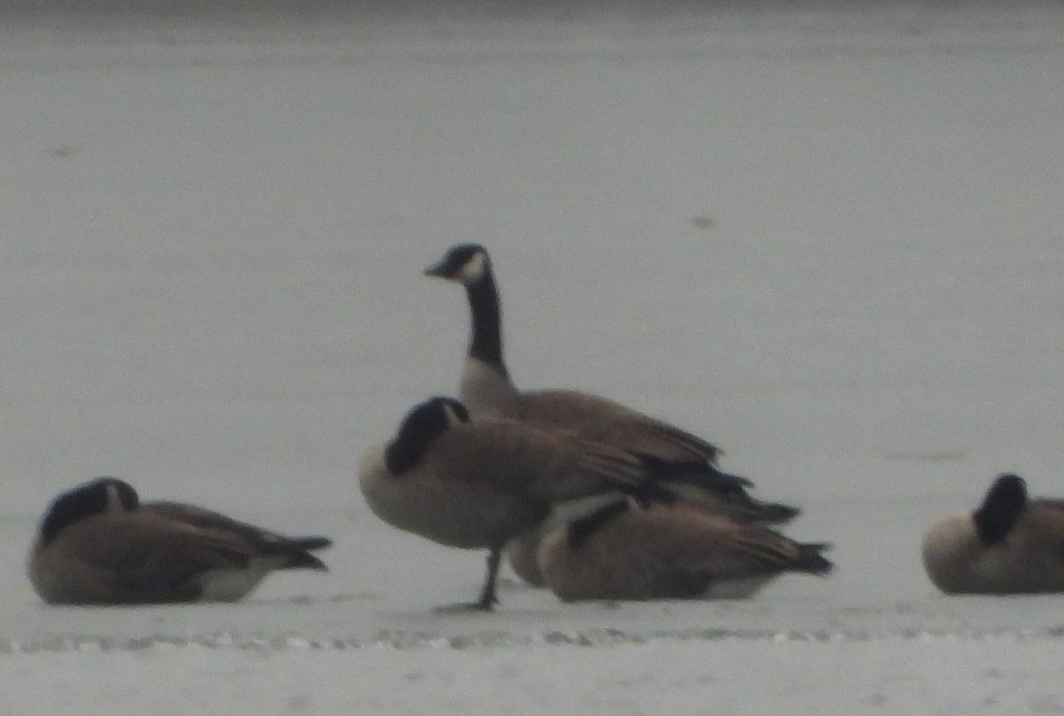 Canada Goose - ML647593062