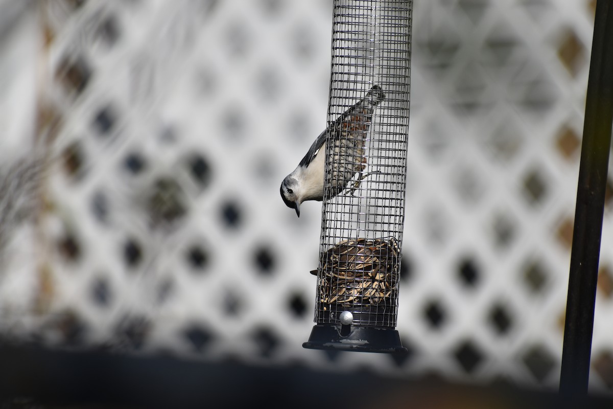 White-breasted Nuthatch - ML647593071