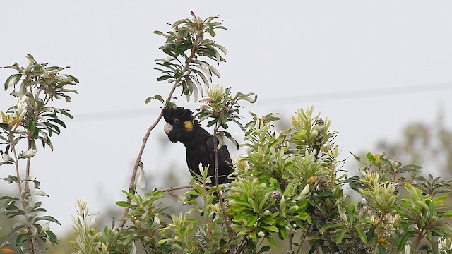 Yellow-tailed Black-Cockatoo - ML647593097