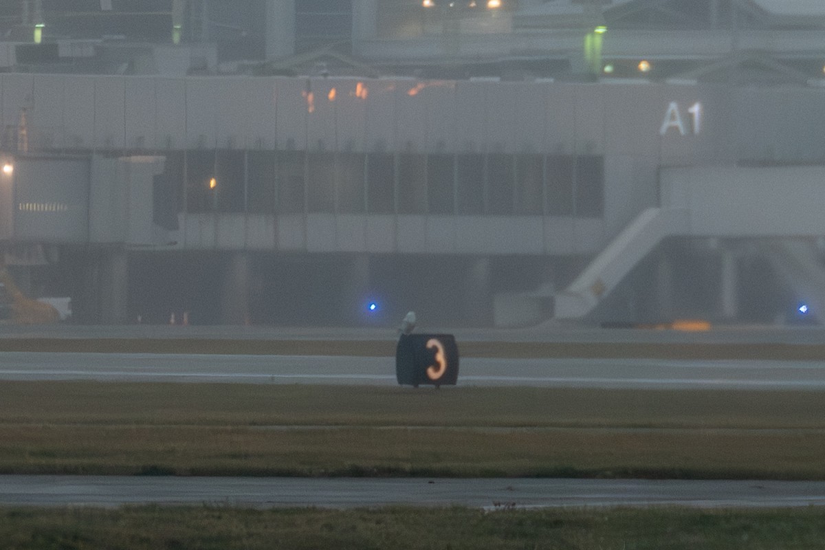 Snowy Owl - ML647593103