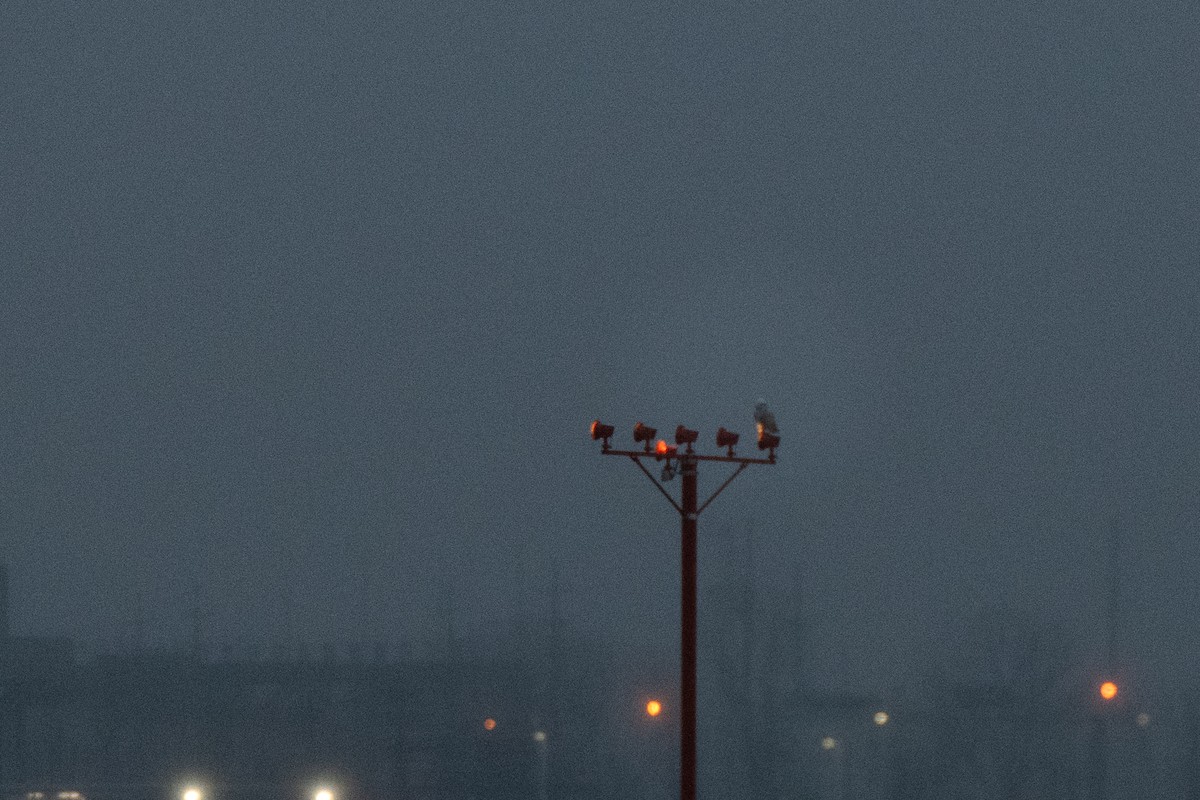 Snowy Owl - ML647593104