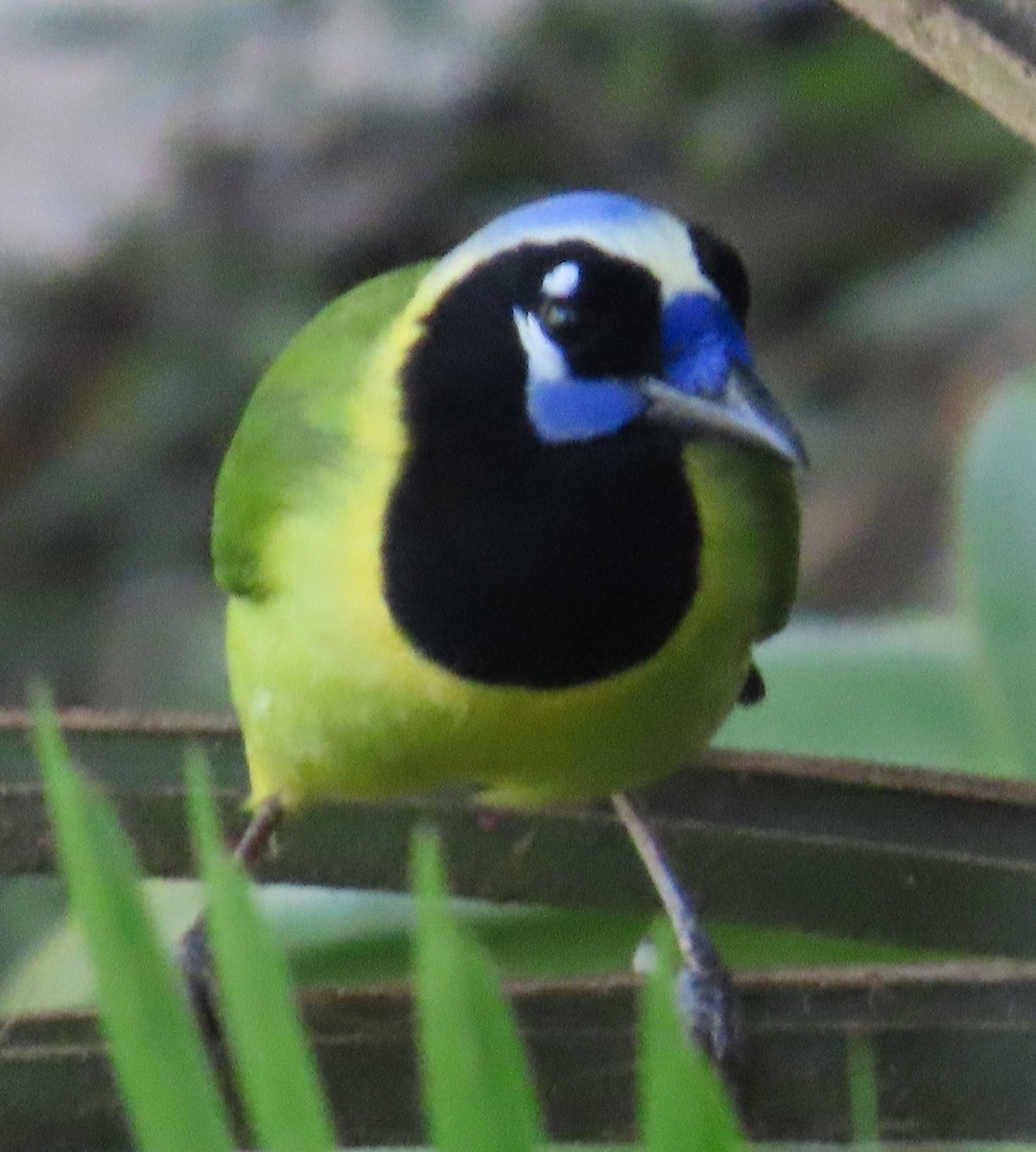 Green Jay - ML647593131