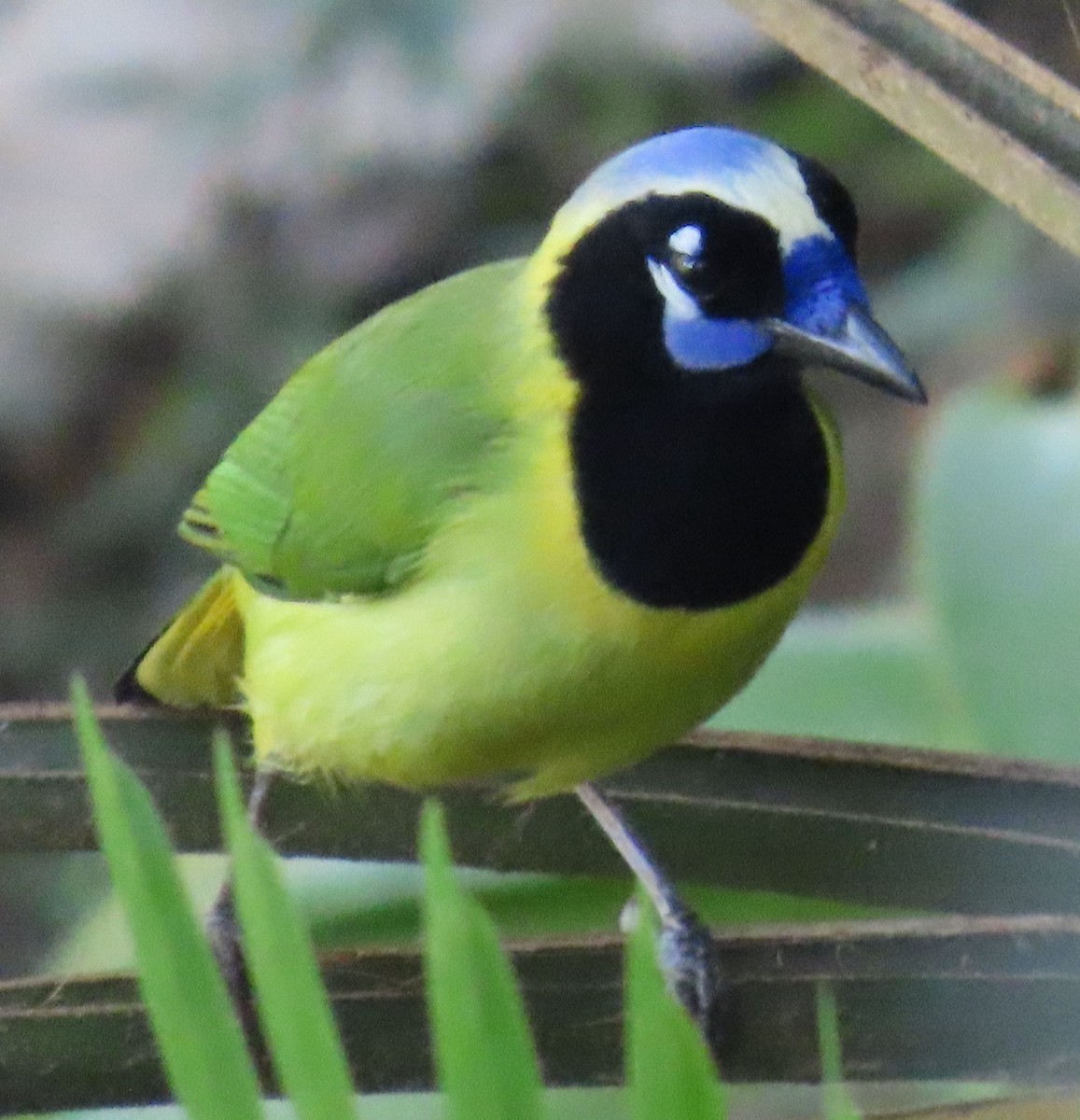Green Jay - ML647593132