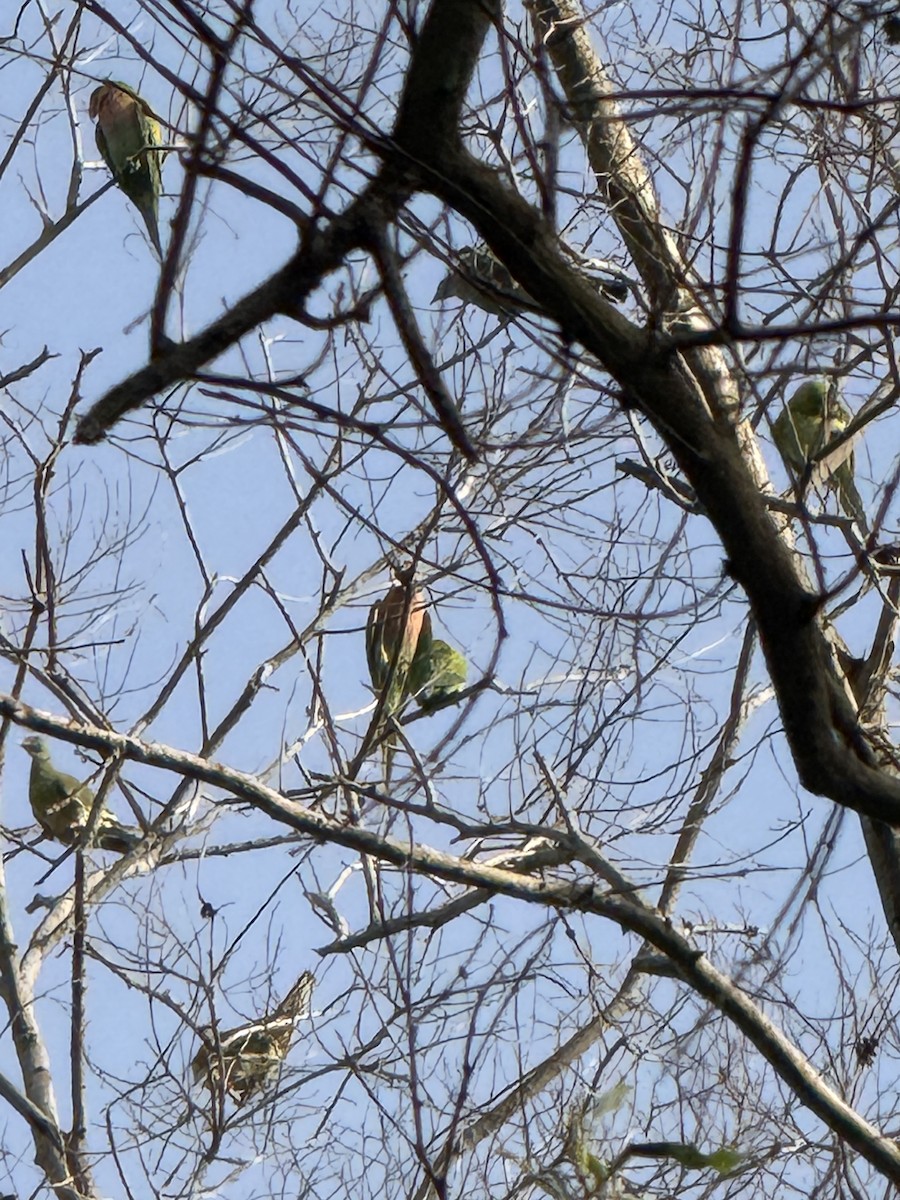 Red-breasted Parakeet - ML647593134