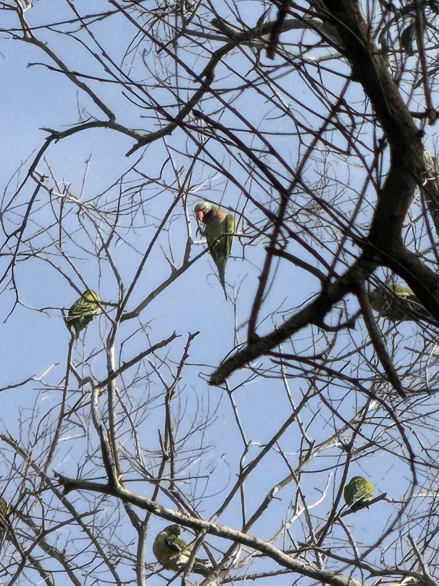 Red-breasted Parakeet - ML647593135