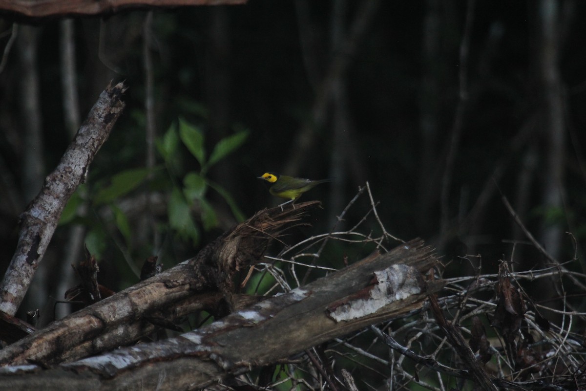 クロズキンアメリカムシクイ - ML647593136