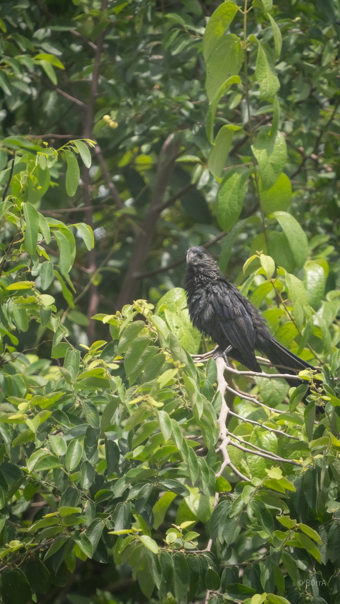 Smooth-billed Ani - ML647593138