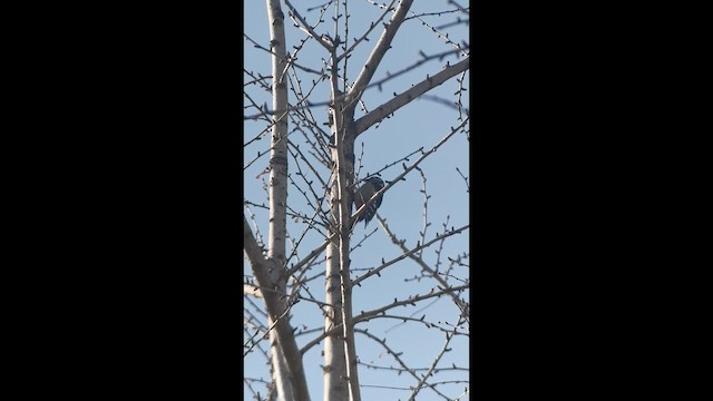 נקר עקוד - ML647593147