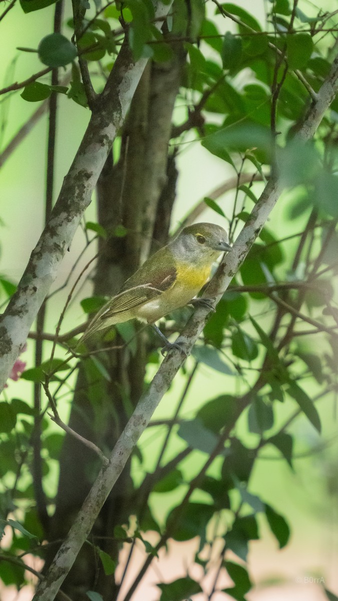 Green-backed Becard - ML647593168