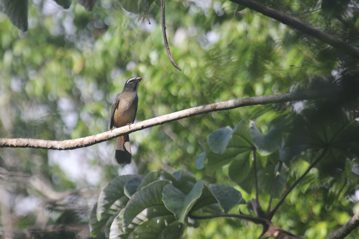 Cinnamon-bellied Saltator - ML647593171