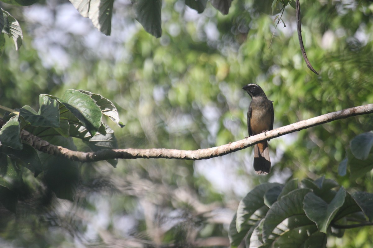 Cinnamon-bellied Saltator - ML647593173