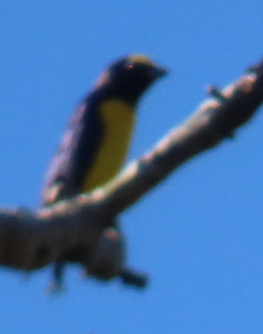 West Mexican Euphonia - ML647593179