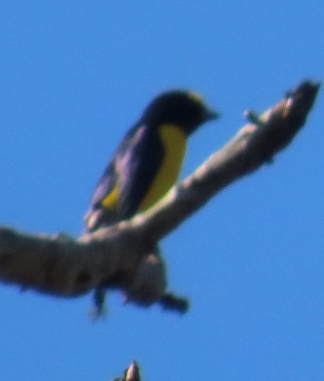 West Mexican Euphonia - ML647593180