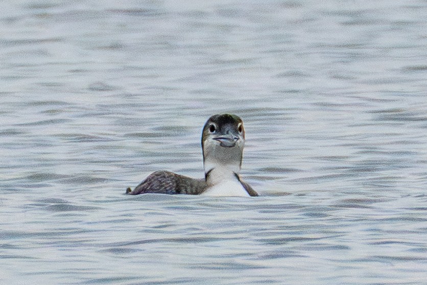 Common Loon - ML647593191