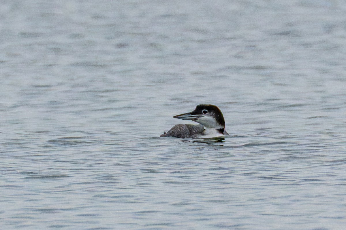 Common Loon - ML647593192