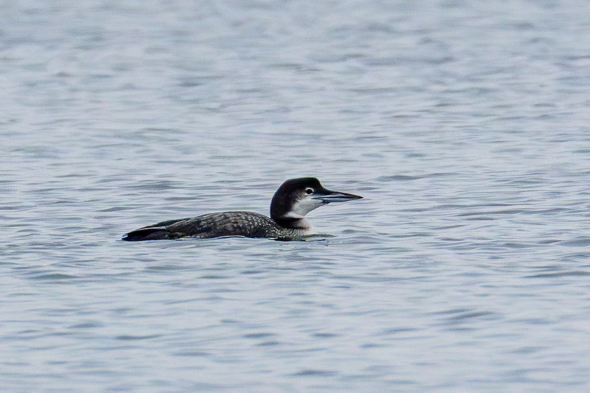 Common Loon - ML647593193