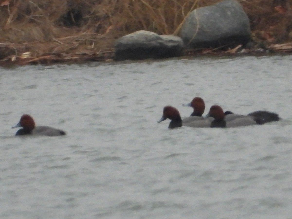 Redhead - ML647593200