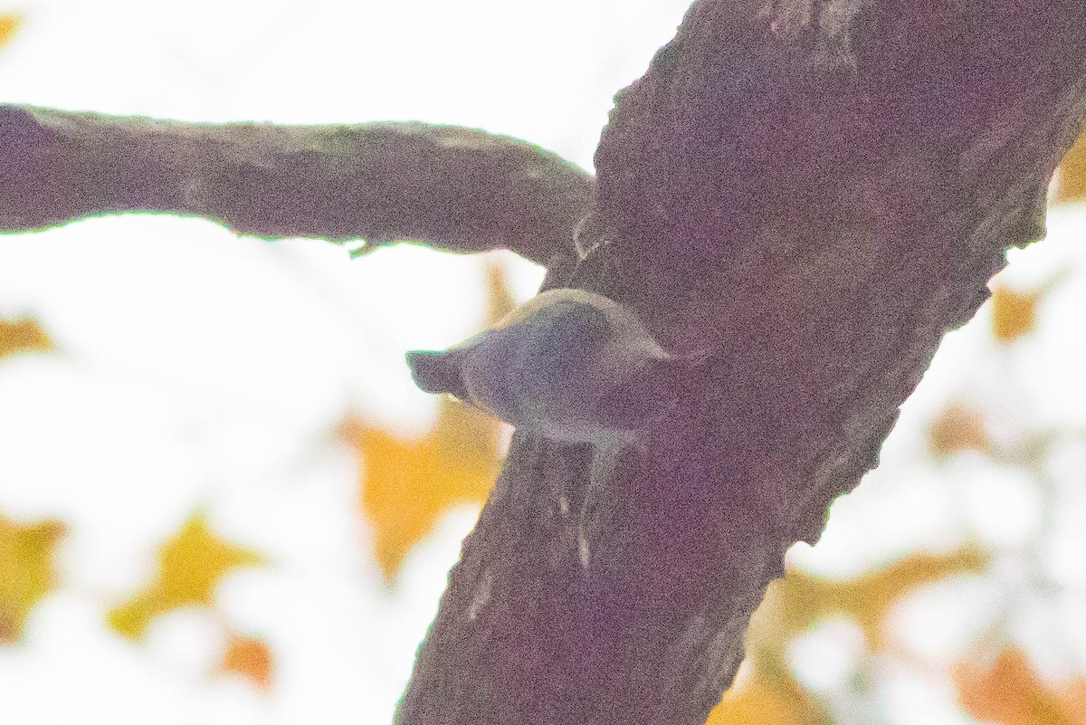 Velvet-fronted Nuthatch - ML647593202