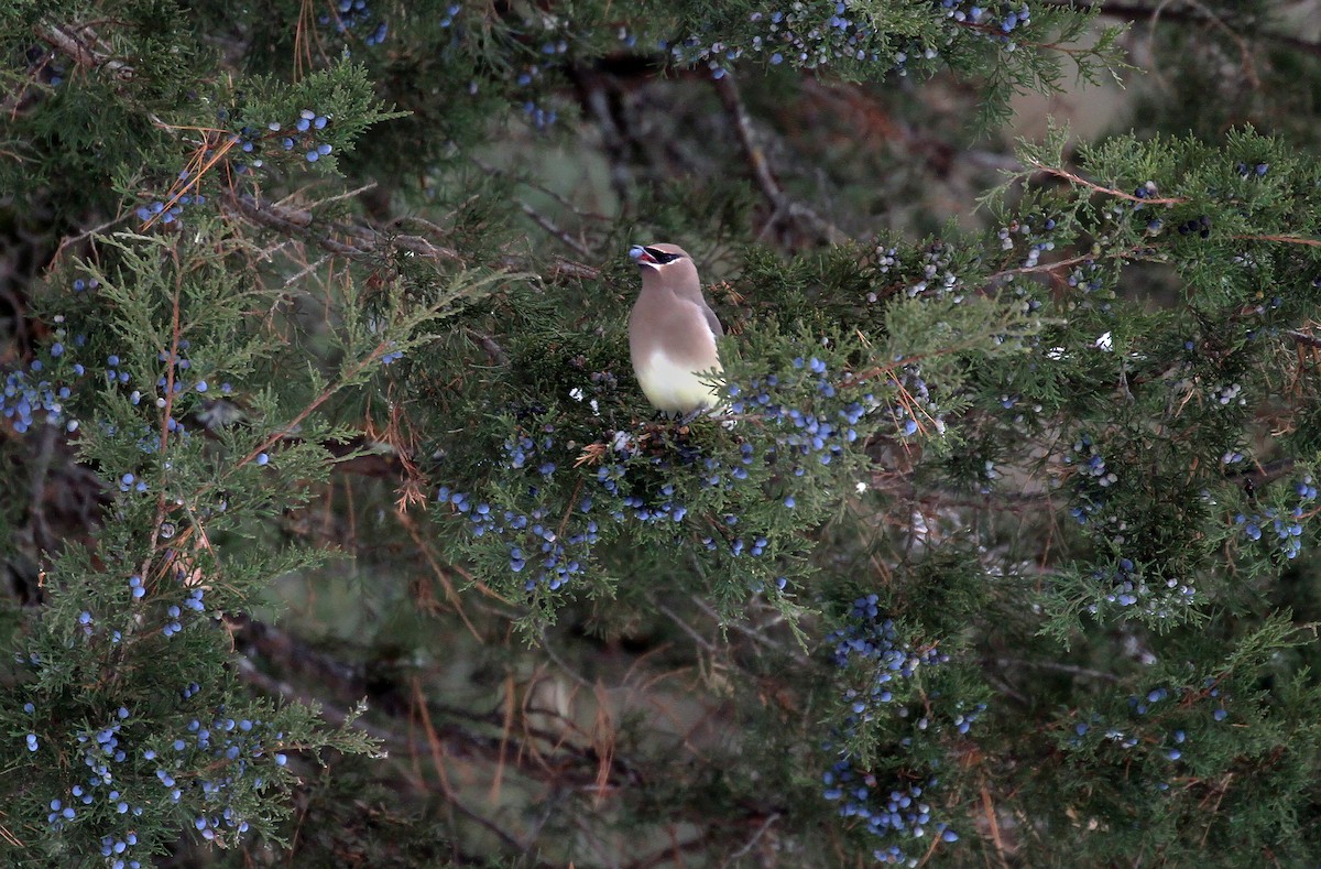 Sedir İpekkuyruğu - ML647593226