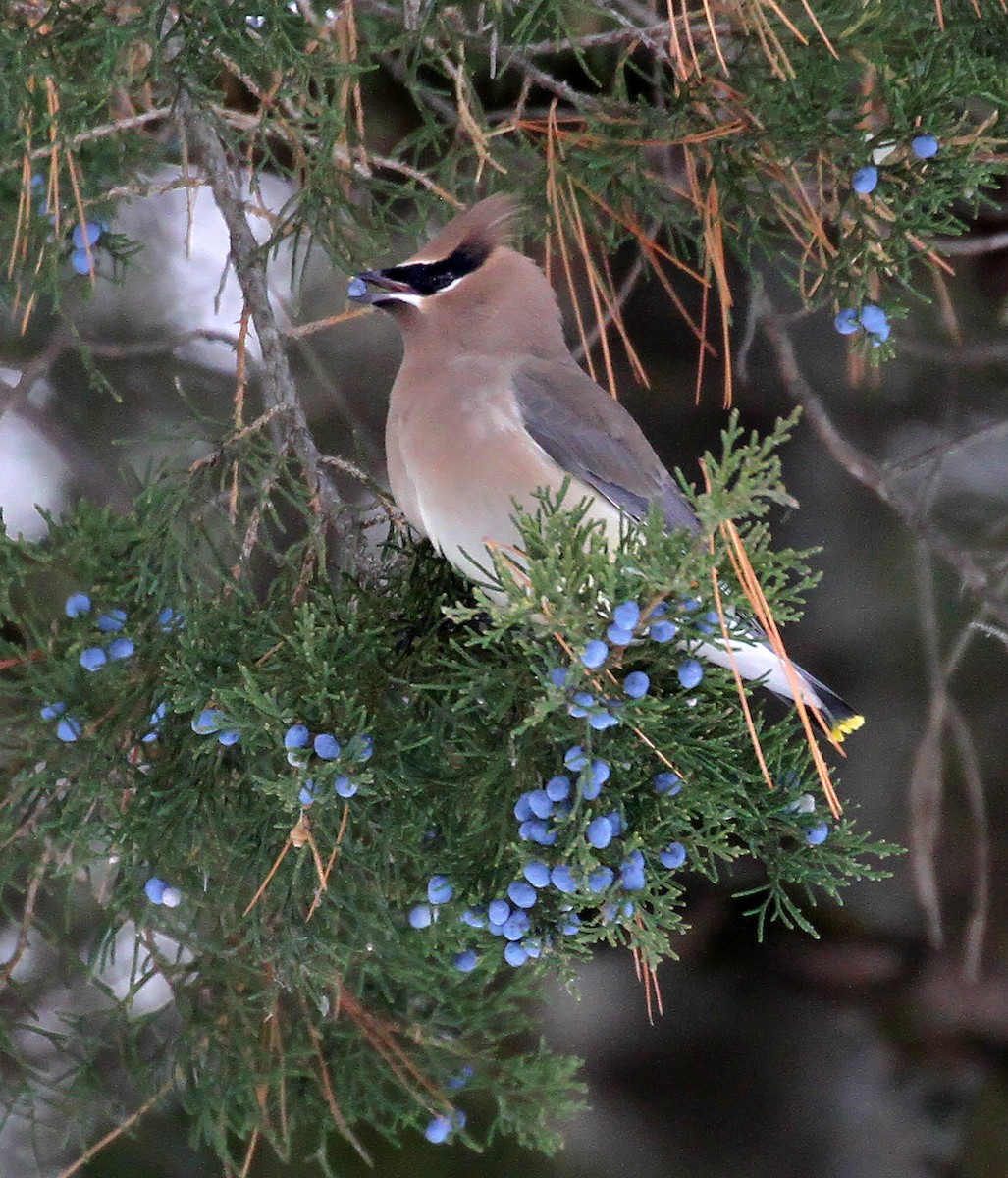 Sedir İpekkuyruğu - ML647593227