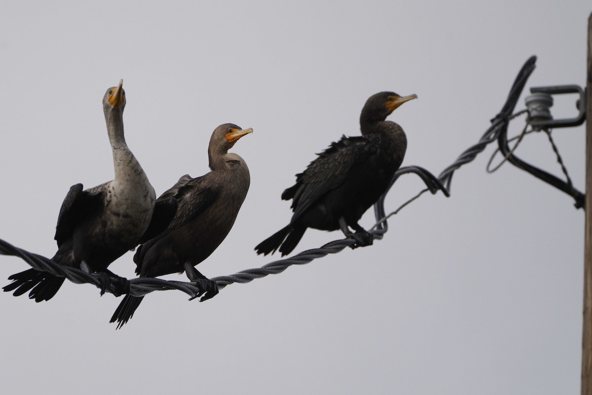 Cormoran à aigrettes - ML647593230