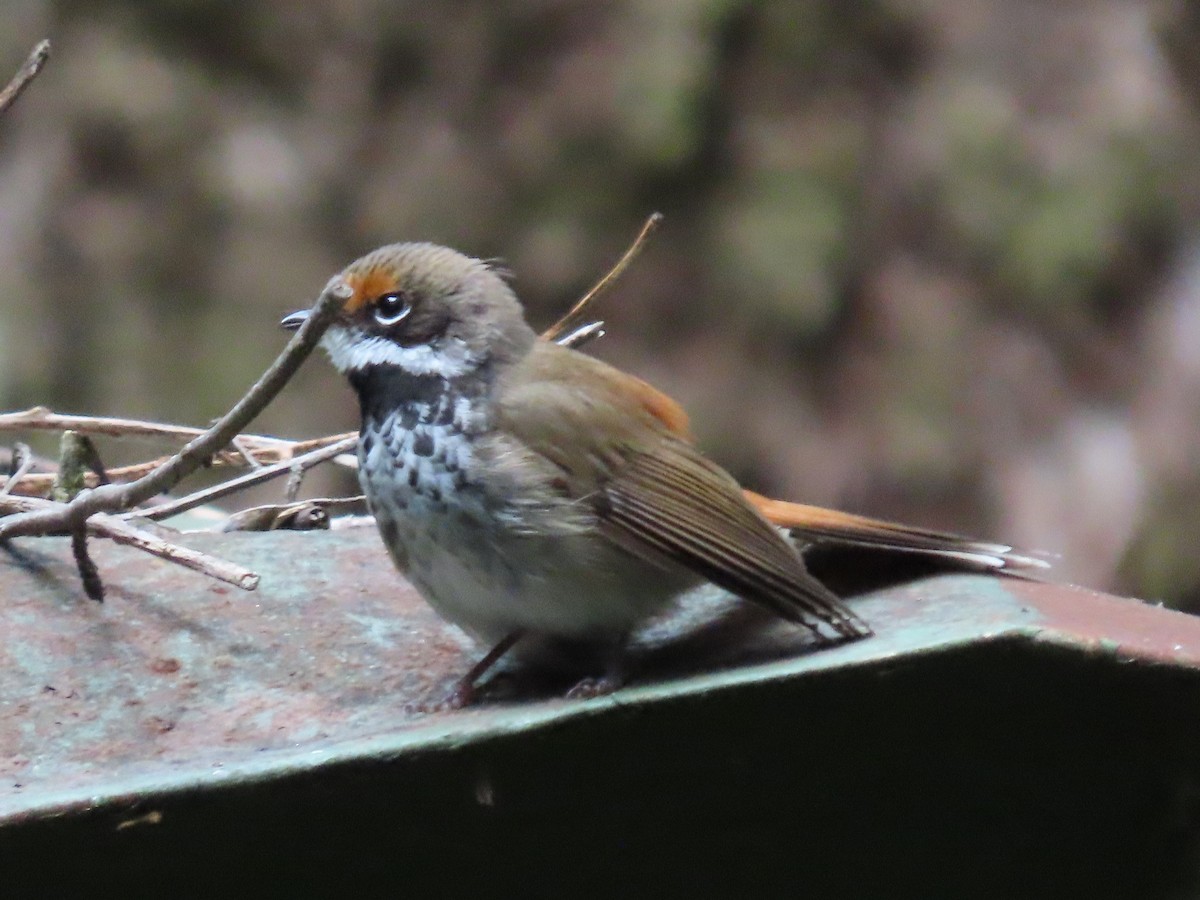 Australian Rufous Fantail - ML647593234