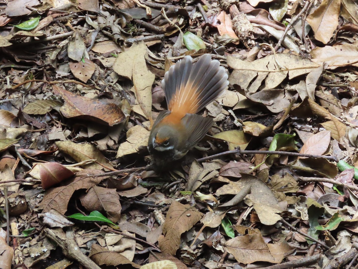 Australian Rufous Fantail - ML647593235