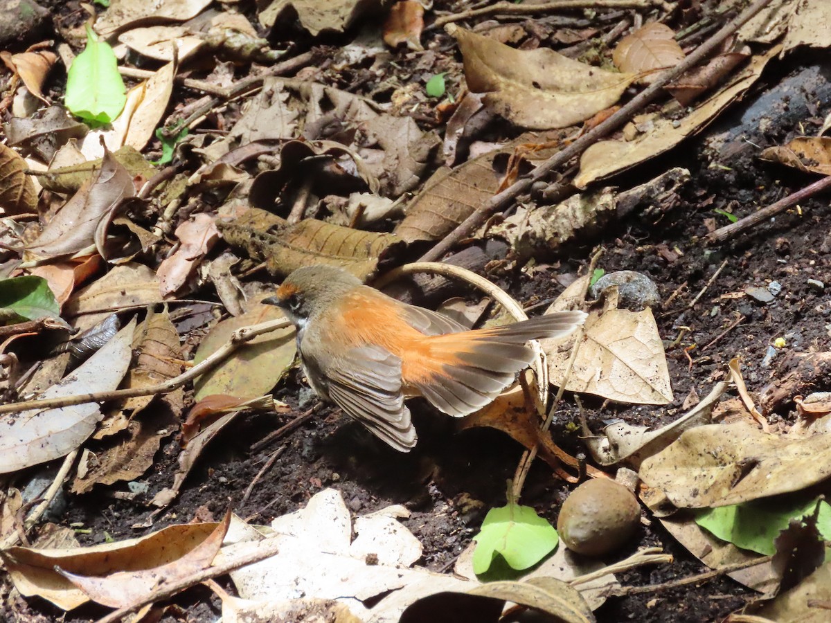 Australian Rufous Fantail - ML647593236