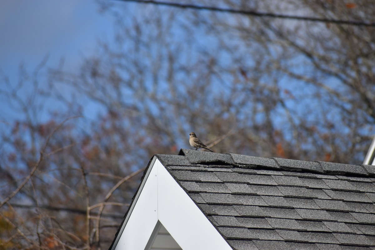 House Finch - ML647593248