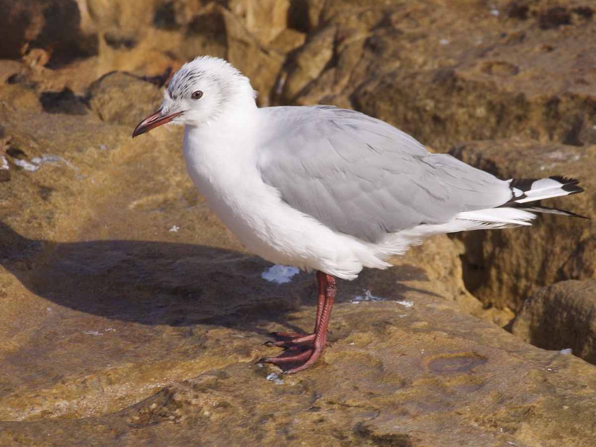 Gray-hooded Gull - ML647593253