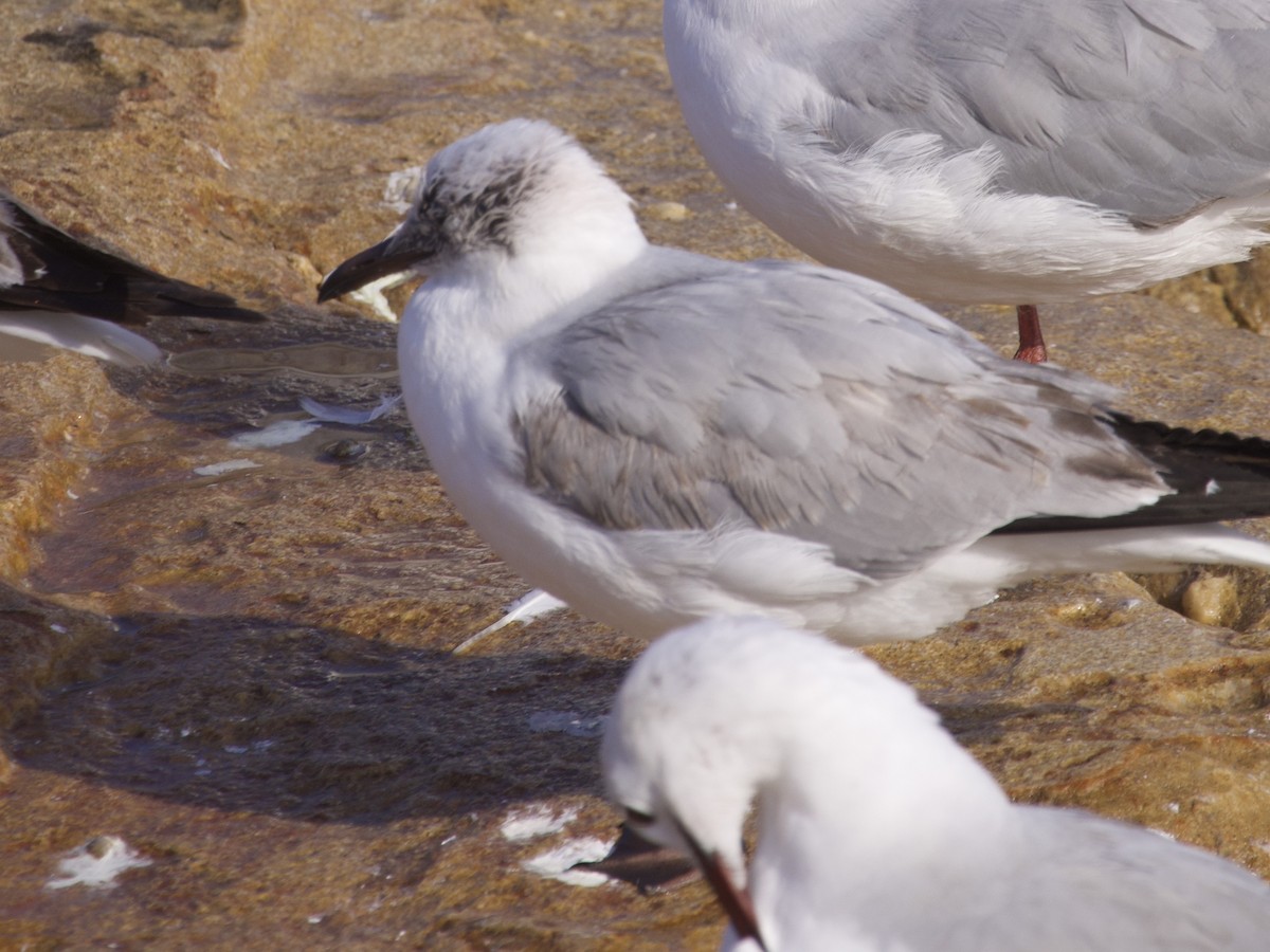 Gray-hooded Gull - ML647593254