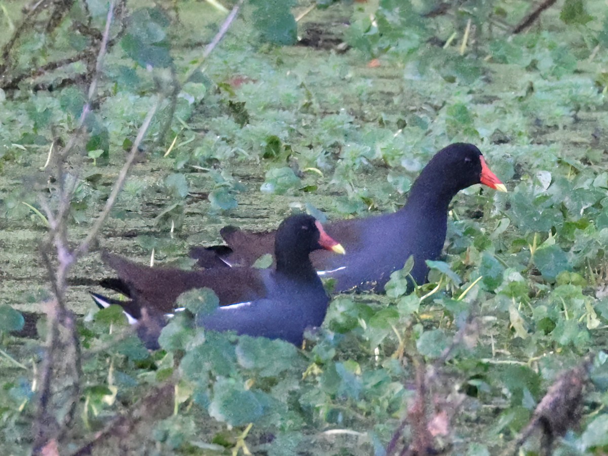 slípka americká - ML647593273