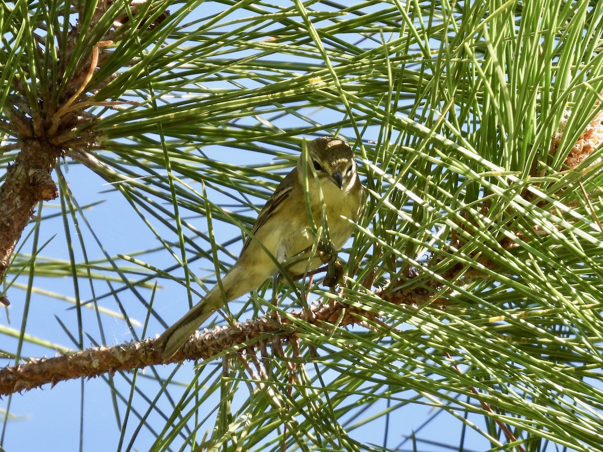Pine Warbler - ML647593282