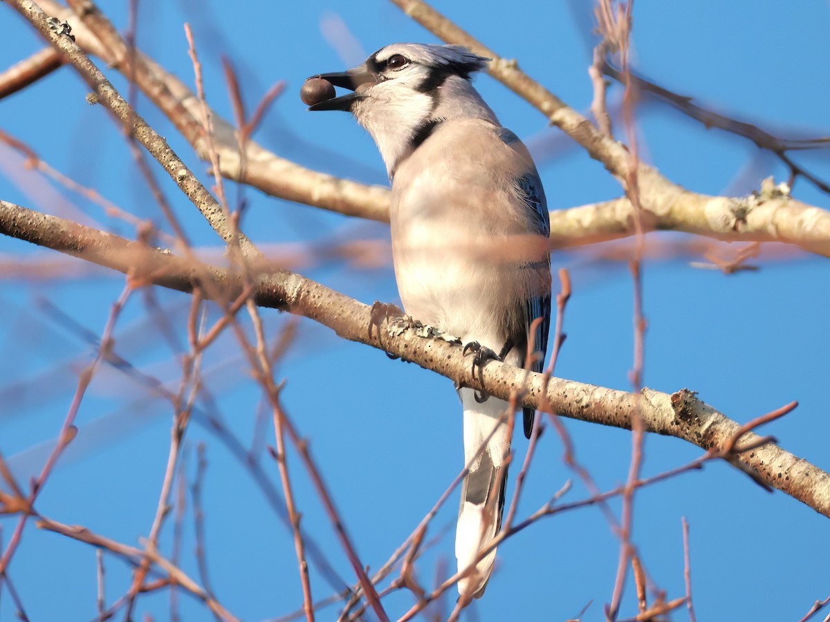 Blue Jay - ML647593319
