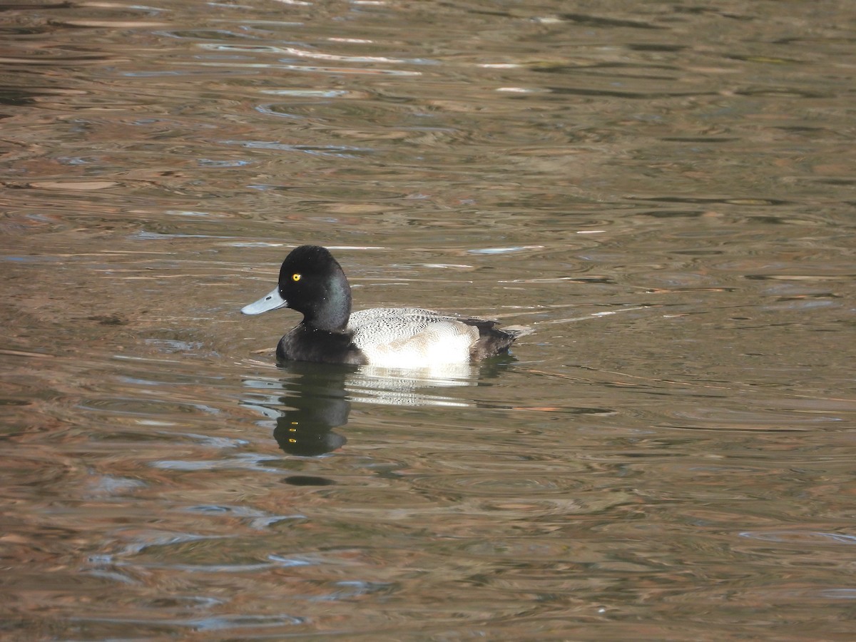 Lesser Scaup - ML647593325