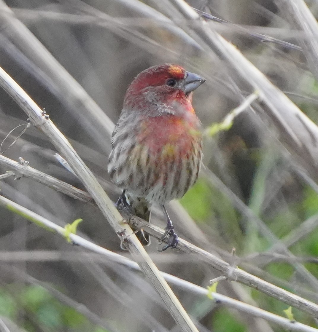House Finch - ML647593326
