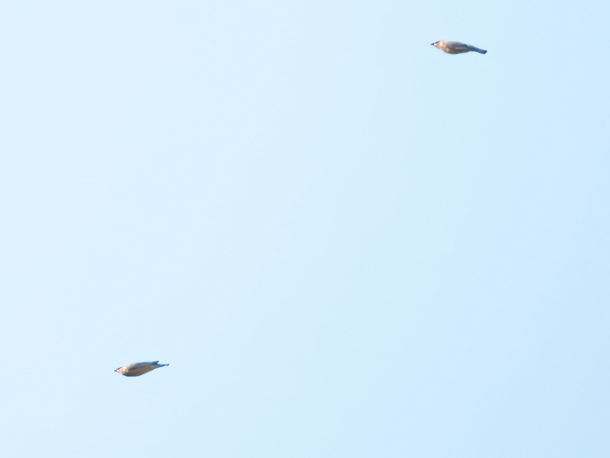 Sedir İpekkuyruğu - ML647593327